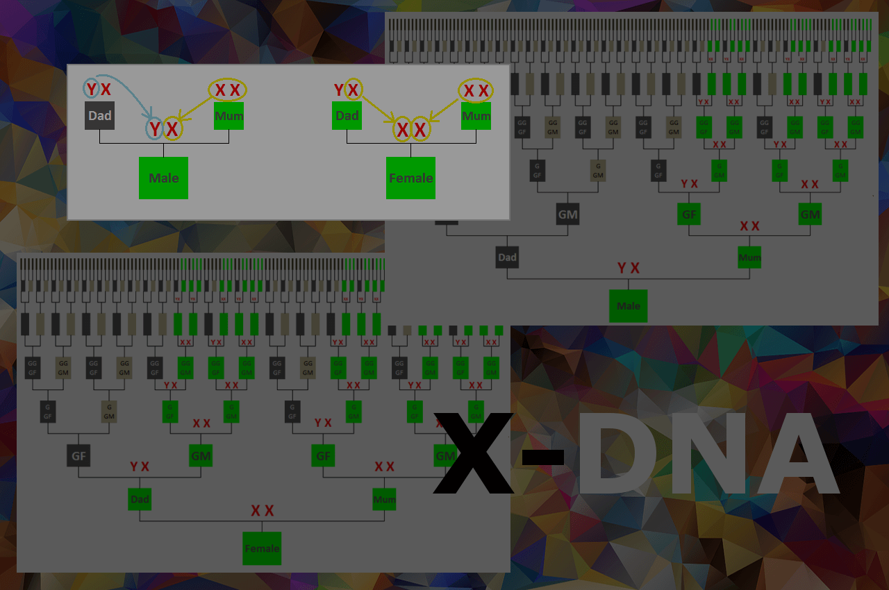 X-DNA's helpful inheritance patterns - Genie1 Genetic Genealogy