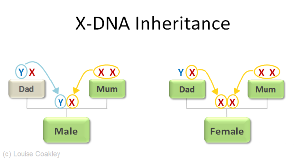 X-inheritance-Chart-by-Louise-Coakley.png